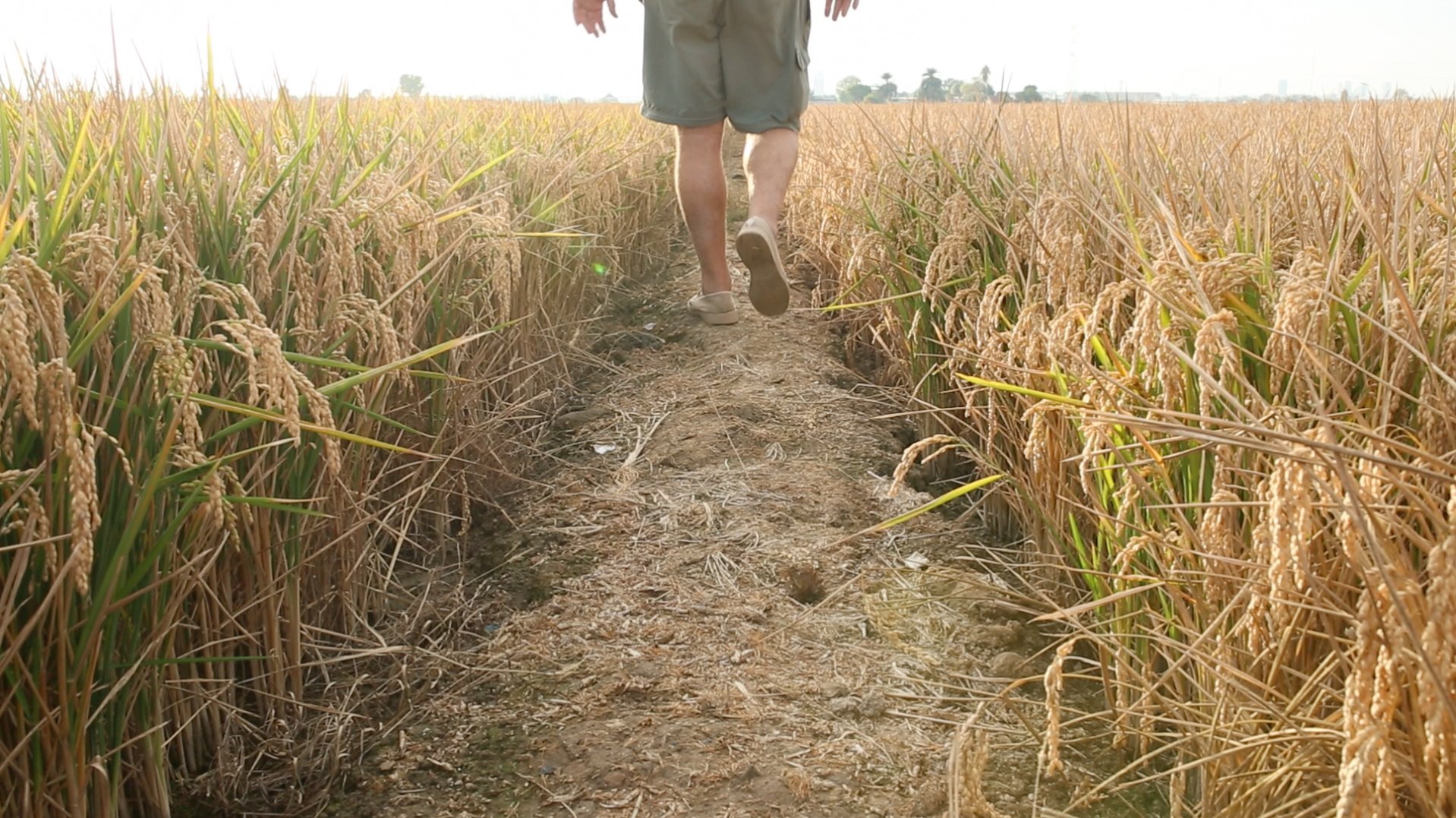 Hombre andando a través de campos de arroz